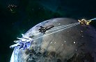 stardrive_2_new_dev_log_thumb